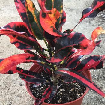 Codiaeum variegatum - 'Mammy' Croton