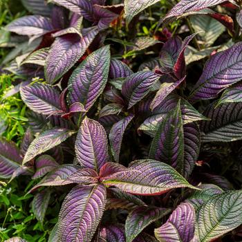 Strobilanthes dyerianus - Persian Shield