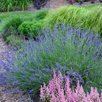 Lavandula x intermedia - 'Phenomenal' Lavender