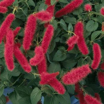 Acalypha pendula - Dwarf Chenille 