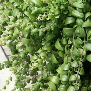 Aeschynanthus radicans - Red Lipstick Plant