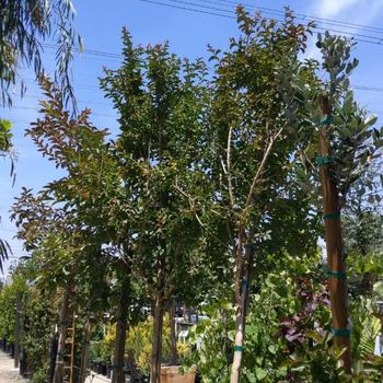 Lagerstroemia - Crape Myrtle 'Sioux'