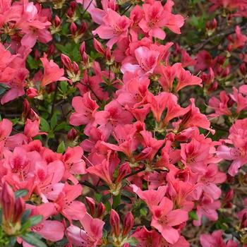 Rhododendron Southern Indica - 'Duc De Rohan' Azalea