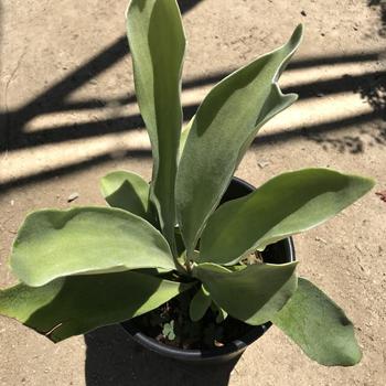 Platycerium bifurcatum - Staghorn Fern