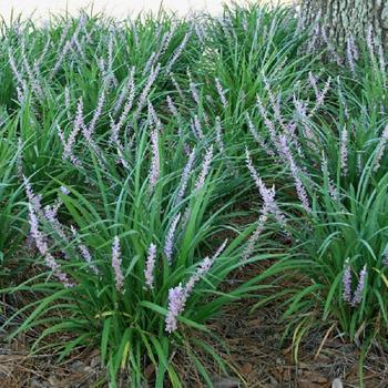 Liriope muscari - Emerald Goddess Liriope