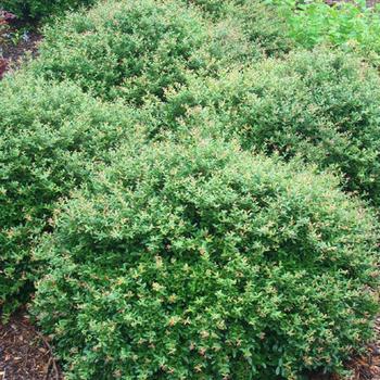 Ilex shillings - Schilling's Dwarf Yaupon Holly 