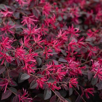 Loropetalum chinense - 'Cerise Charm' Loropetalum