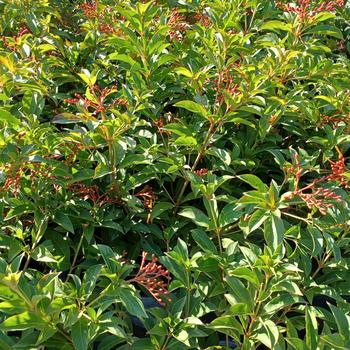 Hamelia patens - Dwarf Firebush