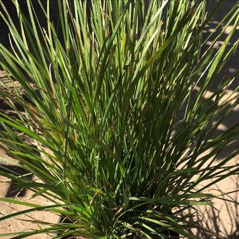 Lomandra confertifolia ssp. rubiginosa - Lomandra Lime Tuff