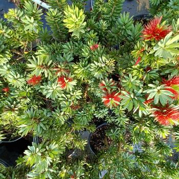 Callistemon citrinus - Little John Dwarf Bottlebrush