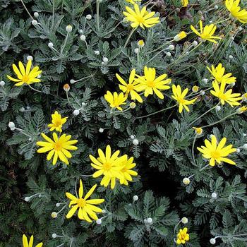 Euryops pectinatus - Golden Shrub Daisy