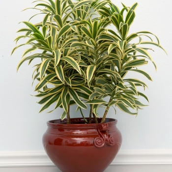 Dracaena reflexa - Song of India Dracaena