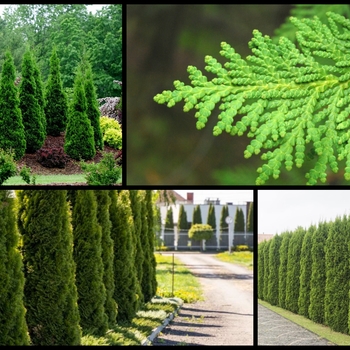 Thuja - Arborvitae