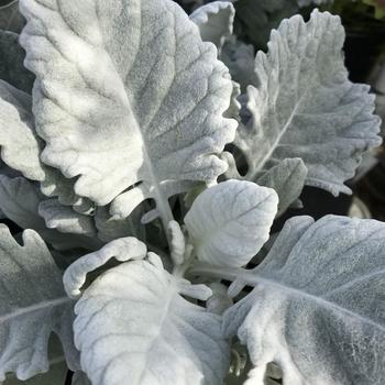 Centaurea cineraria - Dusty Miller