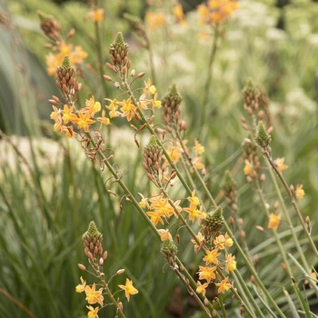 Bulbine frutescens - Bulbine