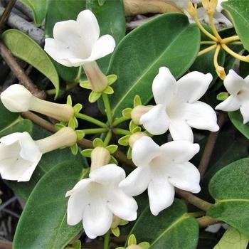 Stephanotis floribunda - Stephanotis Vine