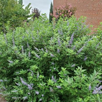 Vitex - Vitex 'Summertime Blues'