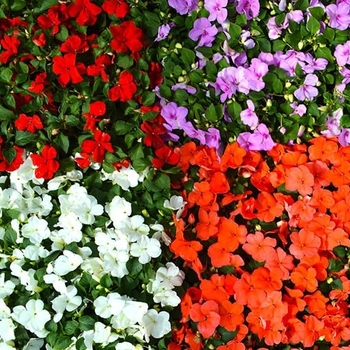 Impatiens - Impatiens