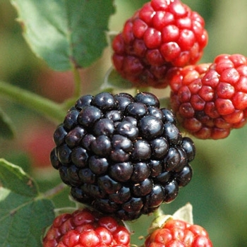 Rubus - 'Osage' Thornless Blackberry