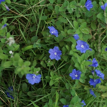 Evolvulus glomeratus - 'Beach Bum' Dwarf Morning Glory