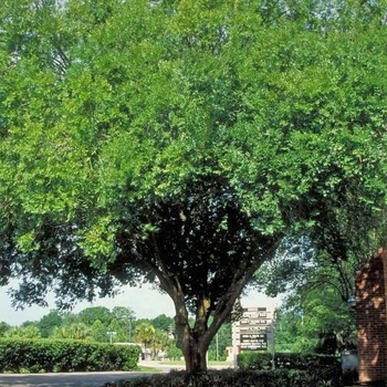 Ulmus parvifolia - Drake Elm