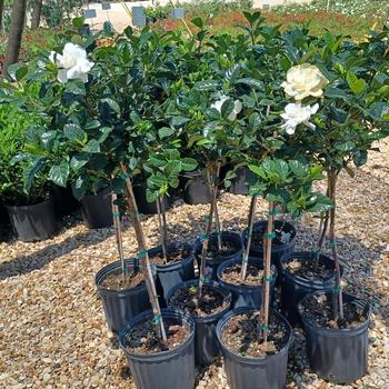 Gardenia jasminoides (Cape Jasmine) - Gardenia 'Aimee'