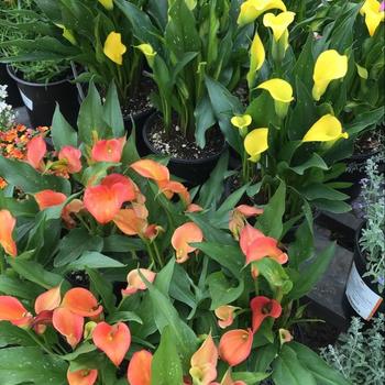 Zantedeschia - 'Multiple Varieties' Calla Lily