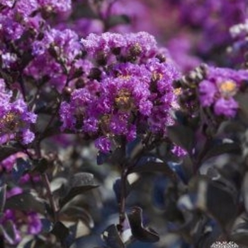 Lagerstroemia indica (Crapemyrtle) - Black Diamond® 'Purely Purple™'