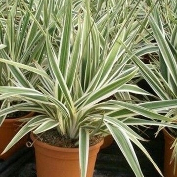 Dianella caerulea - Dianella Flax Lily