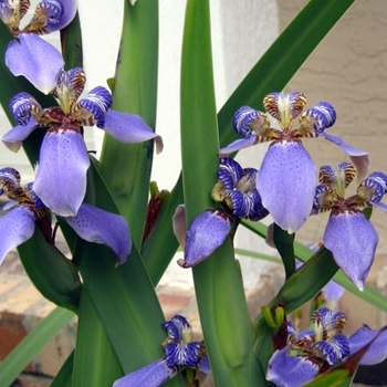 Neomarica gracilis - Blue Apostle's Iris