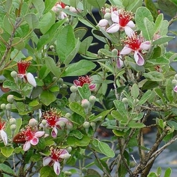 Feijoa sellowiana - Pineapple Guava Feijoa