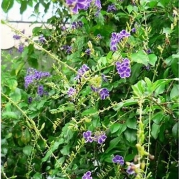 Duranta erecta - 'Sapphire Showers' Picotee Skyflower