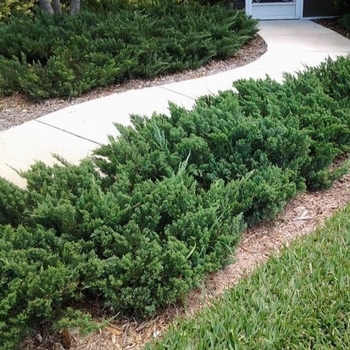 Juniperus chinensis - Parsonii Juniper