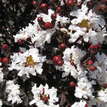 Lagerstroemia indica (Crapemyrtle) - Black Diamond® 'Pure White™'