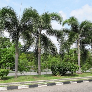 Wodyetia bifurcata - Foxtail Palm