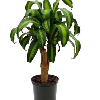 Dracaena fragrans - Corn Plant