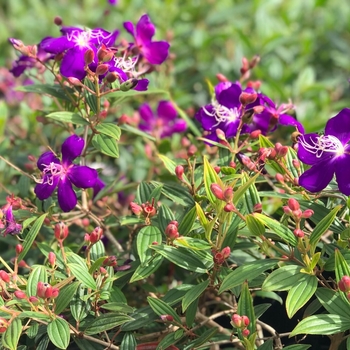 Dwarf Tibouchina