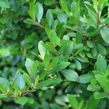 Viburnum obovatum - Schiller's Viburnum