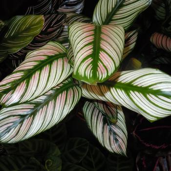 Calathea majestica - 'White Star' Prayer Plant