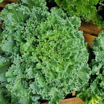 Brassica - 'Nagoya White' Kale