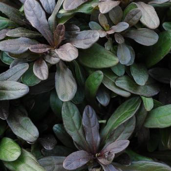 Ajuga reptans - 'Chocolate Chip' Ajuga