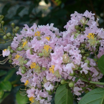 Lagerstroemia - Crape Myrtle 'Muskogee'