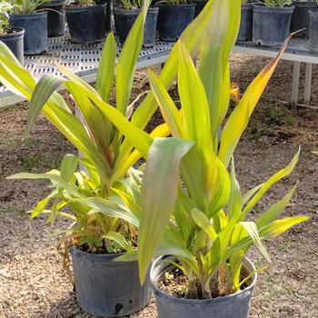 Crinum americanum - Crinum Lily