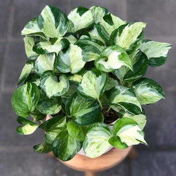 Epipremnum aureum - 'Manjula' Pothos