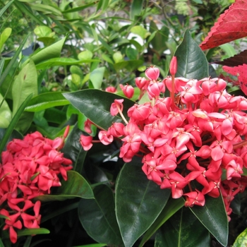 Ixora coccinia - Ixora 'Nora Grant'