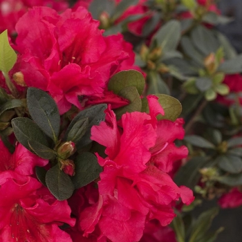 Rhododendron Rutherfordiana Hybrid - 'Red Ruffles' Azalea