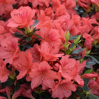 Rhododendron x - 'Fashion' Azalea