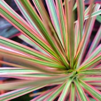 Dracaena marginata - 'Tricolor' Dragon Tree