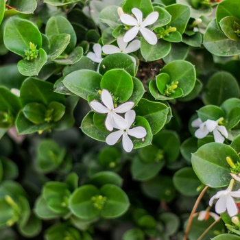 Carissa macrocarpa - 'Emerald Blanket' Carissa