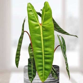 Philodendron billietiae - Philodendron Billietiae